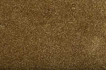 Ковролин Condor Bounty 50 фото 1 | FLOORDEALER